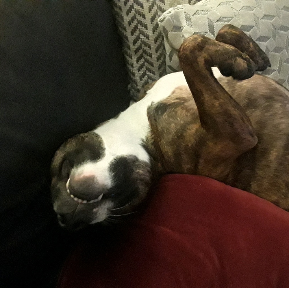 Meet your Posher, Lindsay